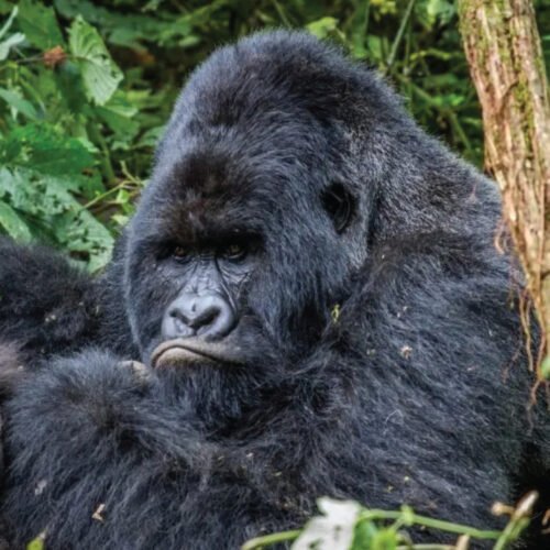 4 Days Gorilla Encounter
