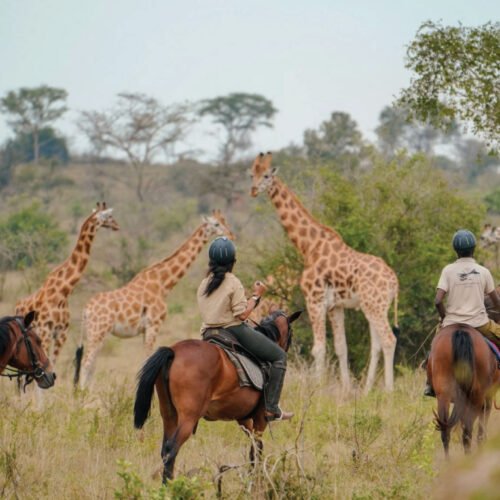 4-Day Amazing Wildlife Safari in Uganda