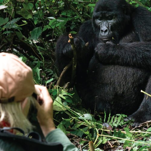 6-Day Amazing Wildlife & Gorilla Tracking Safari