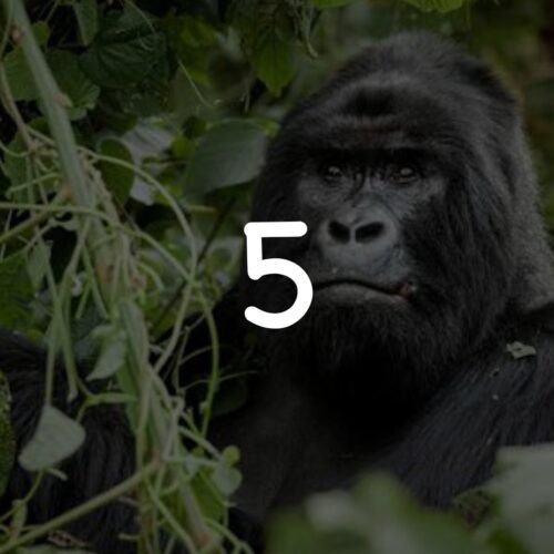 4-Day Amazing Wildlife Safari in Uganda